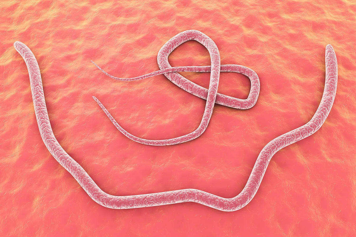 Parasitic nematode worms (roundworms) Ascaris lumbricoides, male