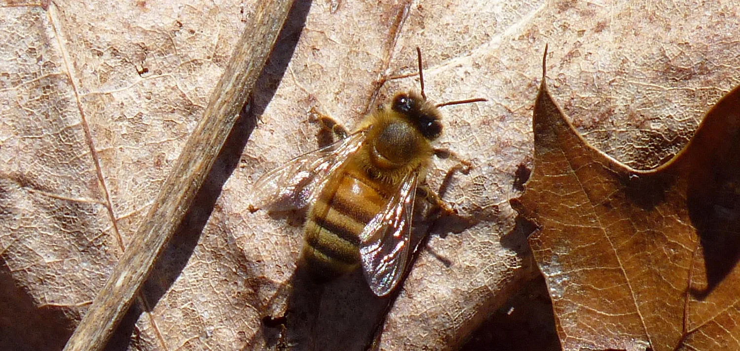 Photo credit: Dendroica cerulea via Foter.com / CC BY-NC-SA
