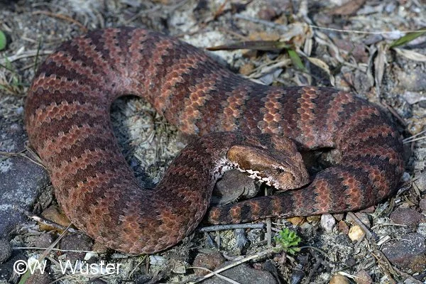 Photo credit: Wolfgang Wuster for http://www.whatsnakeisthat.com.au/category/region/nsw-act/greater-sydney/