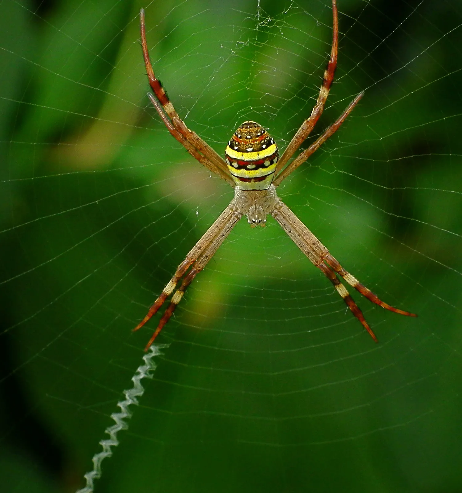 St Andrew's Cross female spider. Photo credit: James Niland via Foter.com / CC BY