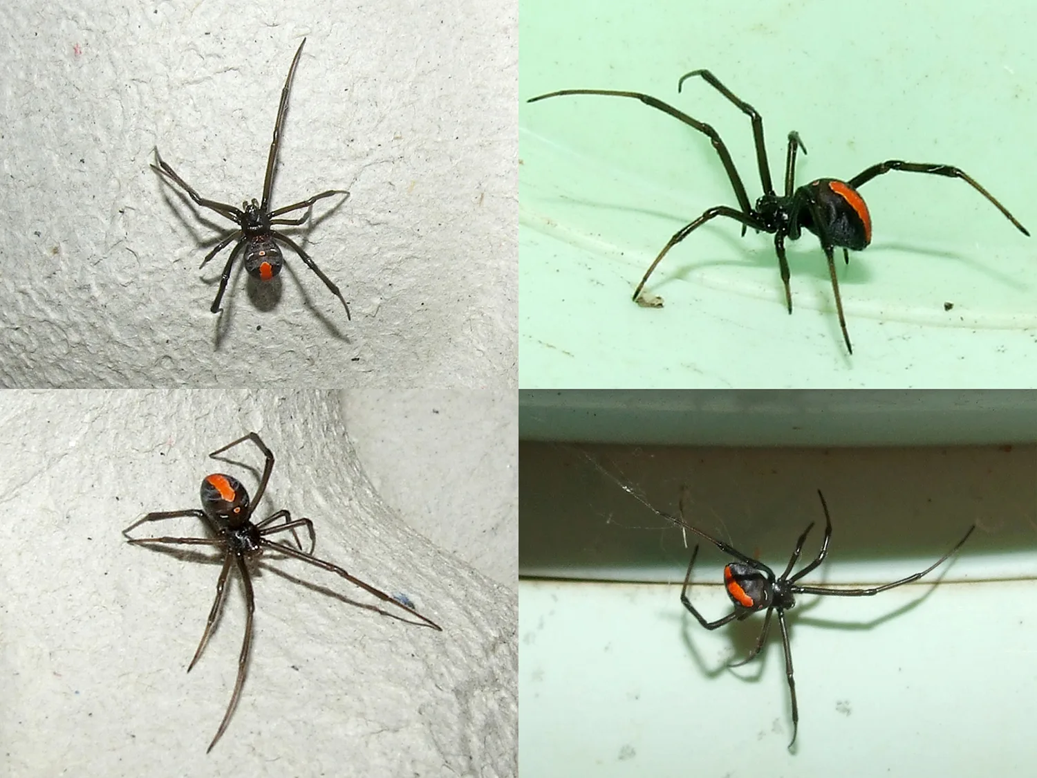 Redback spider. Photo credit: Bill & Mark Bell via Foter.com / CC BY-NC-SA