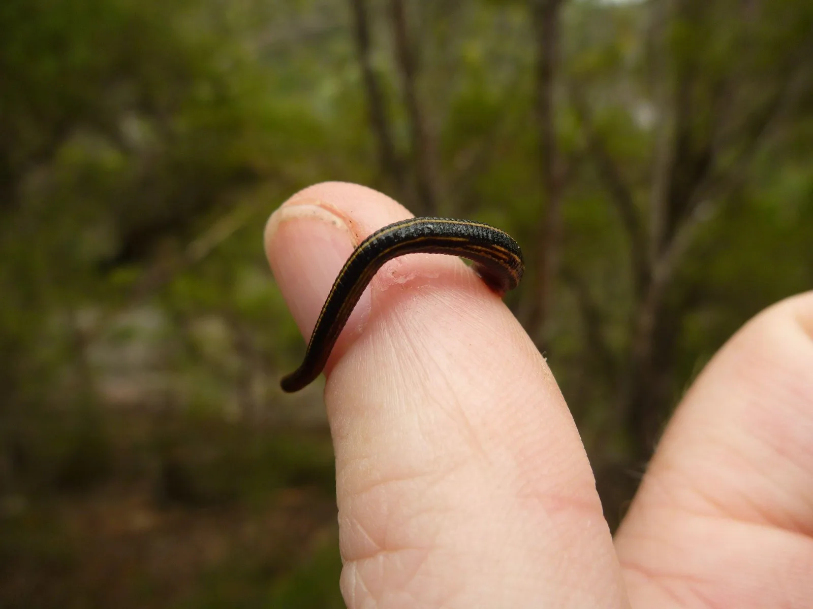Leech First Aid